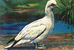 Cigarette Card Album Imprime: Gannet, c1928. Creator: Unknown