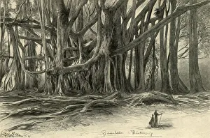 Tropical Tree Species Imprime: Giant trees in Buitenzorg, Java, 1898. Creator: Christian Wilhelm Allers