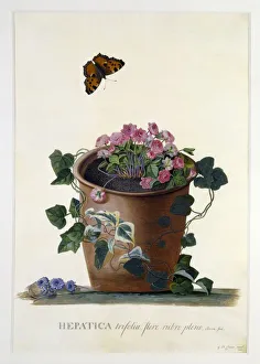 Georg Dionysius Ehret Art Imprime: Hepatica