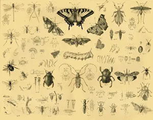 Insectos Imprime: Insectos, c1910. Creador: Desconocido.