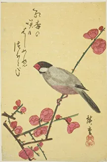 Pájaros de Java sobre rama de ciruela, 1830. Creador: Ando Hiroshige.