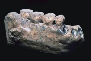 Mandíbula y dientes del Hombre de Java.