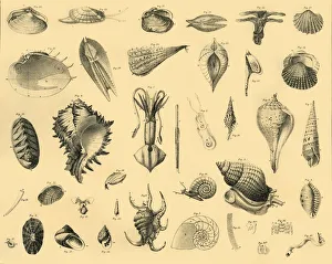 Invertebrate Animals Imprime: Mollusca, c1910. Creator: Unknown