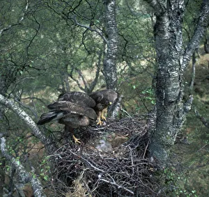 Close Up Bird Pictures Imprime: Pair of buzzards on the nest