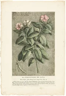 European Flower Illustrations Imprime: The Periwinkle of Java, from Collection of Usual