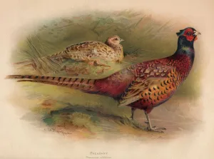 British Game Birds Imprime: Pheasant (Phasianus colchicus), 1900, (1900). Artist: Charles Whymper