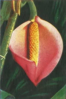 Cigarette Card Album Imprime: Philodendron, c1928. Creator: Unknown