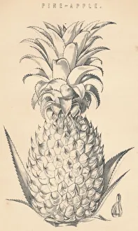 Pineapple Illustration Imprime: Pine-Apple, c19th century