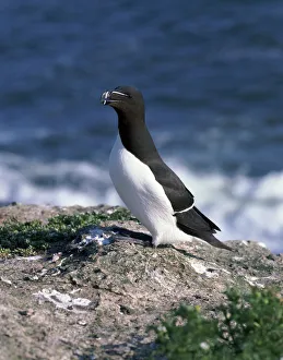 Razorbill Bird Imprime: Razorbill