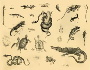 Impresiones de Reptiles, c1910. El estudio de los reptiles y anfibios modernos se llama herpetología Cocodrilianos Imprime: Reptiles, c1910. Creador: Desconocido