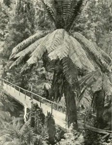 Federated Australia Images Imprime: A Rustic Bridge, 1901. Creator: Unknown