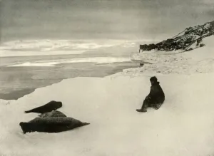 Ernest Shackleton Imprime: Seals at the Ice-Edge, c1908, (1909)