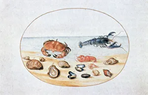 Aquatic Life Art Imprime: Shells and Shellfish, 16th century. Artist: Joris Hoefnagel