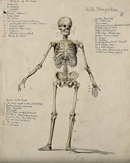 British Heritage Art Imprime: A skeleton, 1880. Creator: Adele Mongredien