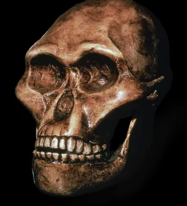 Prehistoric Human Remains Imprime: Skull of Australopithecus Africanus