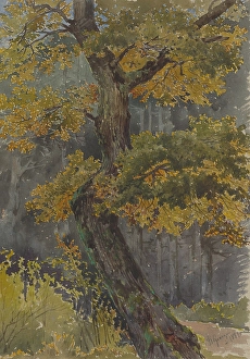 Deciduous Tree Depiction Imprime: Study of a deciduous tree. Motif from St