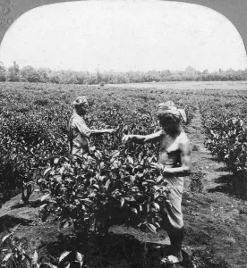Monochrome Black And White Images Imprime: A tea plantation, Java, Indonesia, 1902. Artist: CH Graves