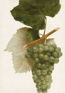 Vintage Fruit Photography Imprime: Triumph, 1908