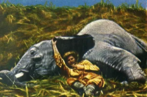 Cigarette Card Album Images Imprime: Trophy-hunter with dead elephant, c1928. Creator: Unknown