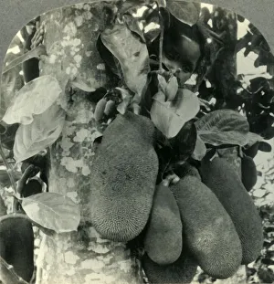 Java Island Scenery Imprime: Tropical Fruit as it Grows on the Island of Java, c1930s. Creator: Unknown