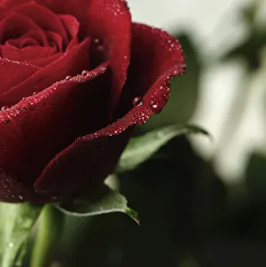 Red Rose Flower Imprime: AB_02. jpg