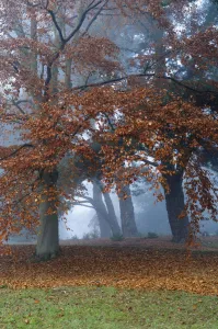 Beech Tree Imprime: common beech