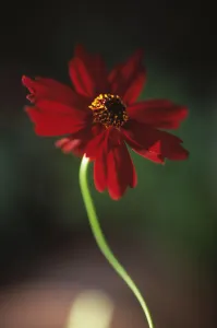 Dark Atmospheric Photography Imprime: Coreopsis Limerock Ruby Coreopsis Red subject