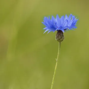 Centaurea Cyanus Images Imprime: Cornflower, Centaurea, Centaurea cyanus
