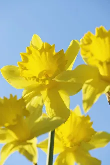 Yellow Daffodils Imprime: Daffoldil