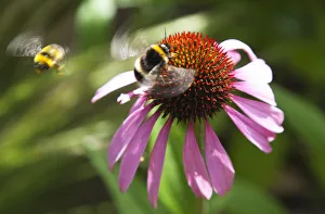 Imágenes fechadas el 5 de junio de 2013: Echinacea