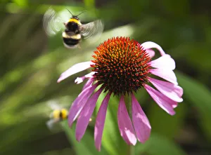 Imágenes fechadas el 5 de junio de 2013: Echinacea