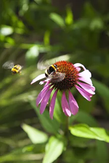 Imágenes fechadas el 5 de junio de 2013: Echinacea