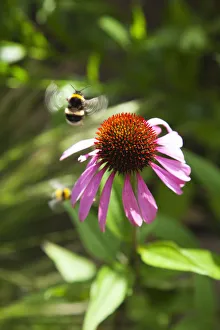 Imágenes fechadas el 5 de junio de 2013: Echinacea
