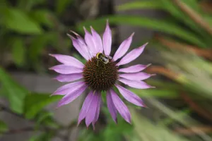 Imágenes fechadas el 5 de junio de 2013: Echinacea