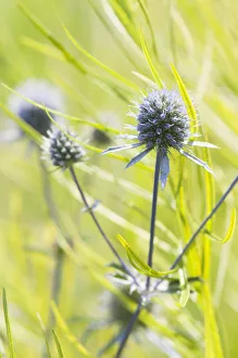 Sea Holly Plant Imprime: echinops