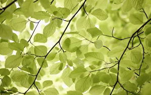 Beech Tree Imprime: fagus sylvatica, beech