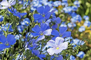 lino, lino perenne, linum perenne
