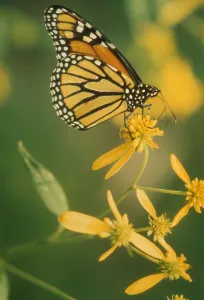 Butterfly Fauna Photography Imprime: flower