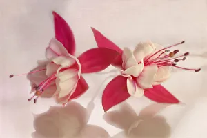 Colourful Blooms Imprime: Fuchsia