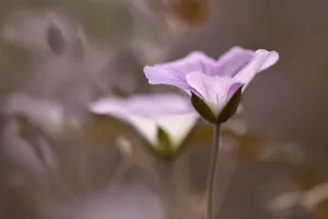 Perennial Garden Plants Imprime: Geranium, Geranium Dusky Rose