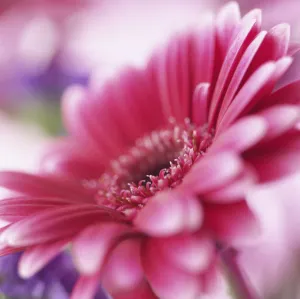 Pink Gerbera Flower Imprime: Gerbera