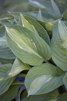 Daytime Outdoor Plant Photography Imprime: Hosta Striptease