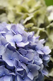 Lacecap Hydrangea Imprime: Hydrangea, Lacecap hydrangea, Hydrangea, Hydrangea macrophylla Amethyst