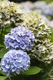 "Hydrangea, Hydrangea de encaje, Hydrangea, Hydrangea macrophylla Ametista".