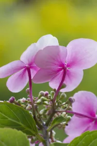 Pastel Coloured Flowers Imprime: hydrangea macrophylla, hydrangea, lacecap hydrangea