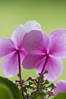Impresión enmarcada : Hydrangea macrophylla, hydrangea, hydrangea de encaje.