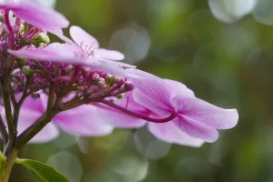Hydrangea macrophylla, hydrangea, hidrangua de encaje.
