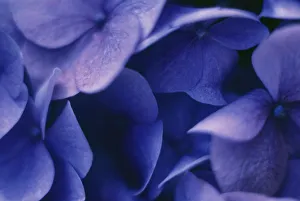 Blue Hydrangea Macrophylla Imprime: Hydrangea macrophylla Hydrangea Blue subject