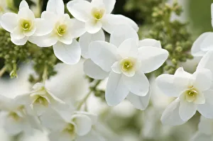 Oakleaf Hydrangea Imprime: Hydrangea, Oakleaf hydrangea, Hydrangea quercifolia Pee Wee