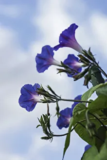 Imágenes fechadas en septiembre de 2014: Ipomoea